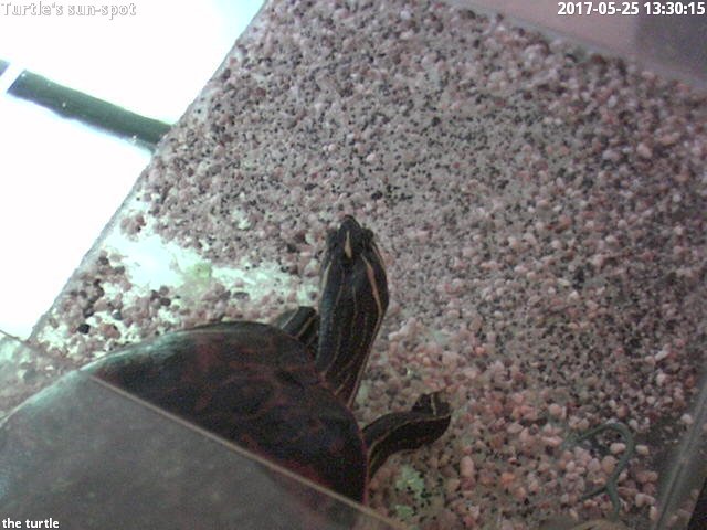 time-lapse frame, turtle's sun-spot webcam