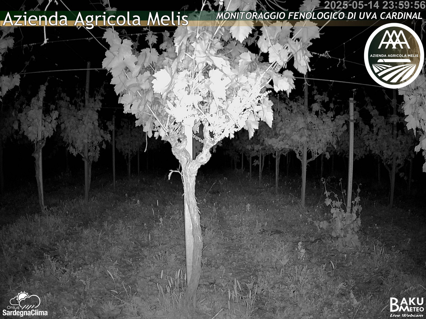 time-lapse frame, Bari Sardo - Fenologica webcam