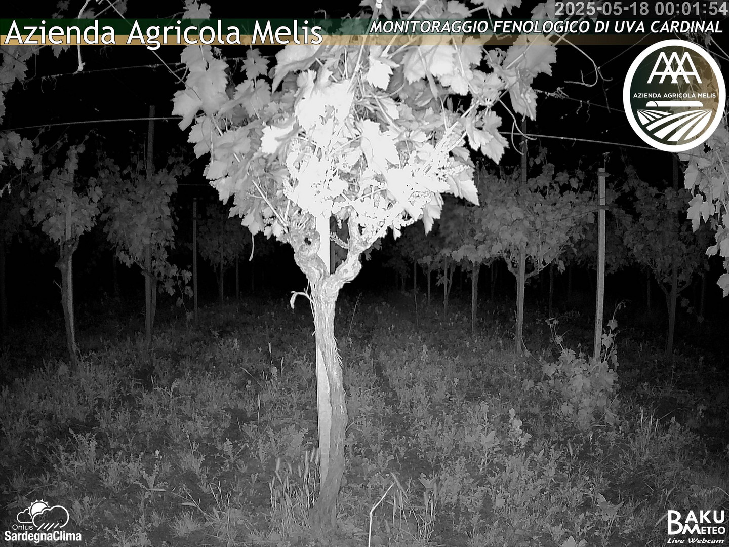 time-lapse frame, Bari Sardo - Fenologica webcam