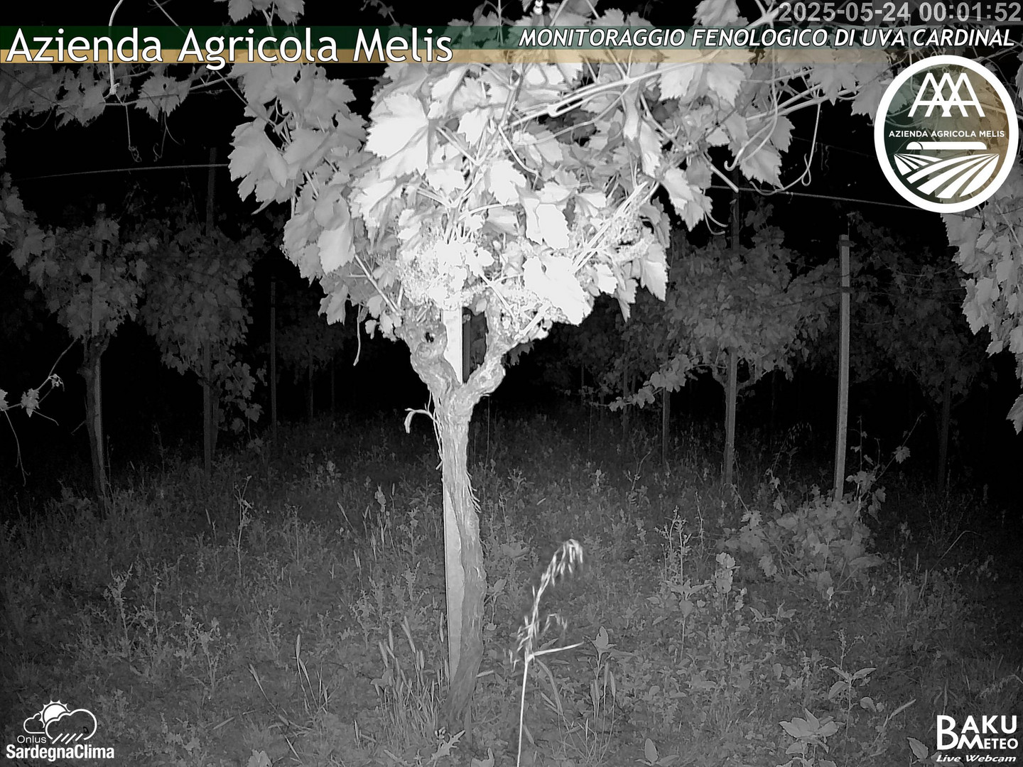 time-lapse frame, Bari Sardo - Fenologica webcam