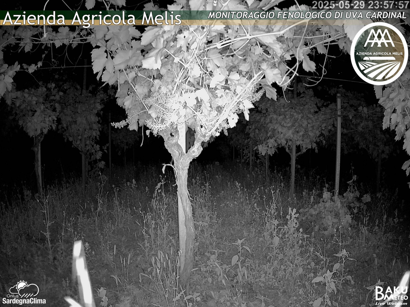 time-lapse frame, Bari Sardo - Fenologica webcam