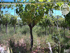 view from Bari Sardo - Fenologica on 2025-06-03