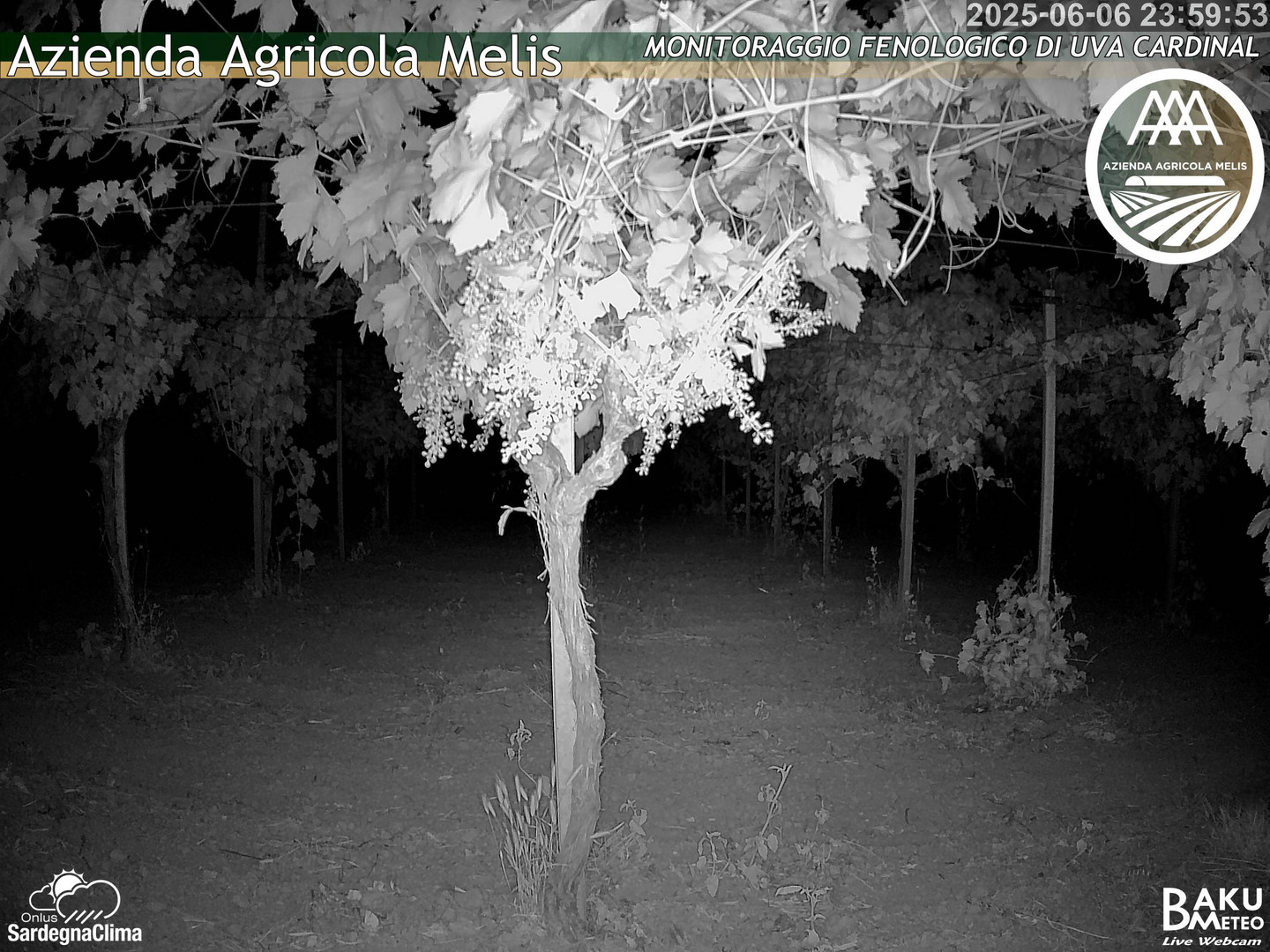 time-lapse frame, Bari Sardo - Fenologica webcam