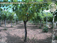 view from Bari Sardo - Fenologica on 2025-06-10