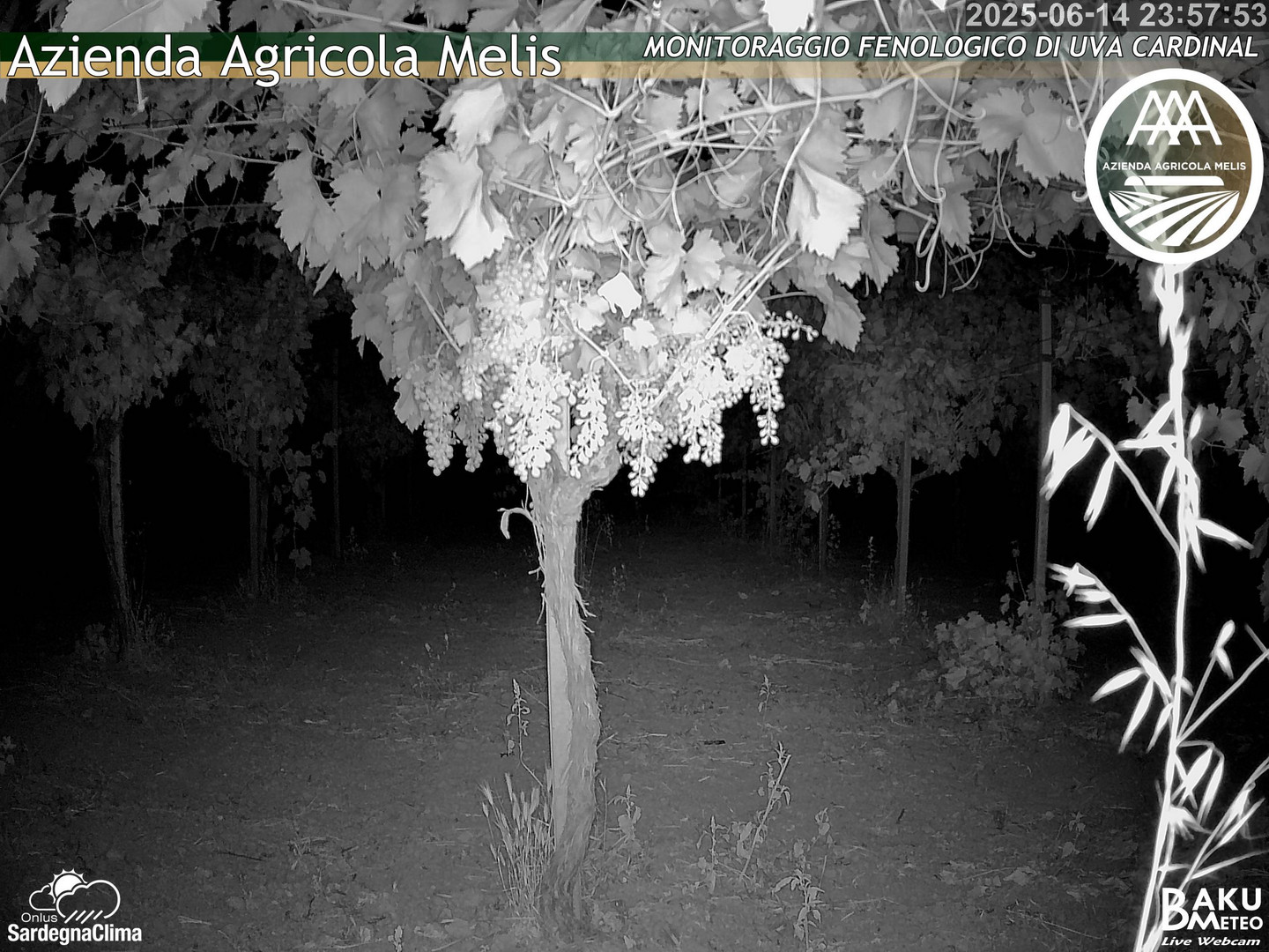 time-lapse frame, Bari Sardo - Fenologica webcam