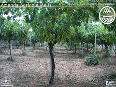 view from Bari Sardo - Fenologica on 2025-06-16