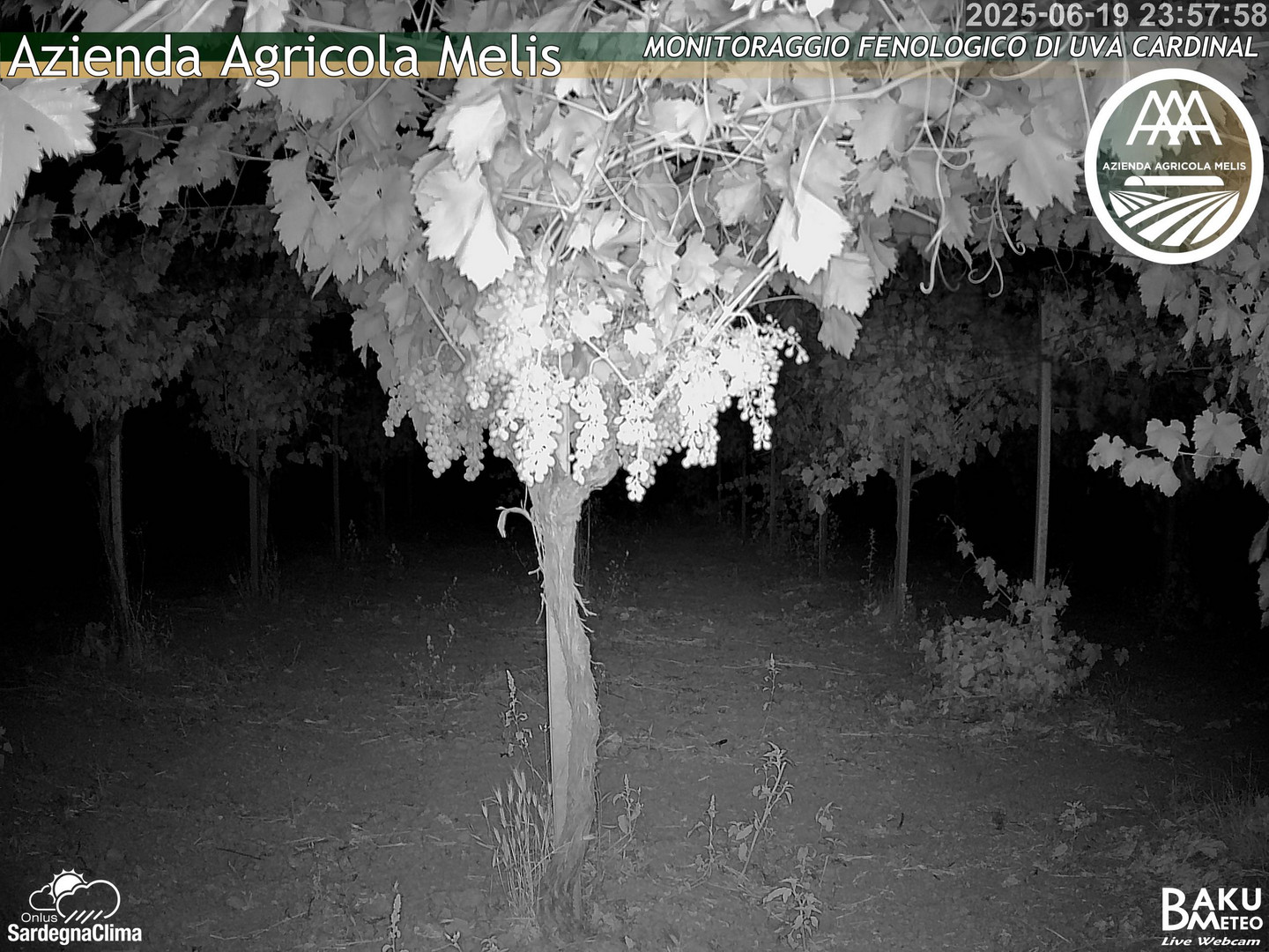 time-lapse frame, Bari Sardo - Fenologica webcam