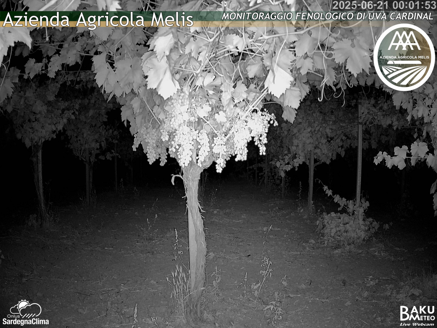 time-lapse frame, Bari Sardo - Fenologica webcam