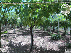 view from Bari Sardo - Fenologica on 2025-06-25