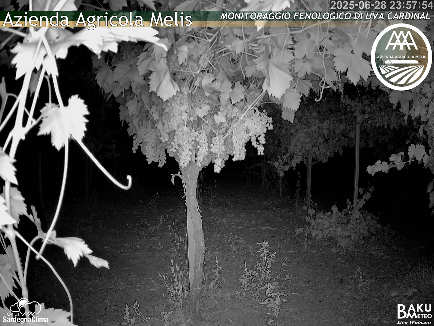 time-lapse frame, Bari Sardo - Fenologica webcam