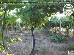view from Bari Sardo - Fenologica on 2025-07-01