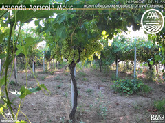 view from Bari Sardo - Fenologica on 2025-07-01