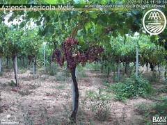 view from Bari Sardo - Fenologica on 2025-07-24