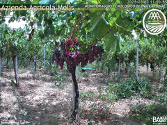 view from Bari Sardo - Fenologica on 2025-08-03