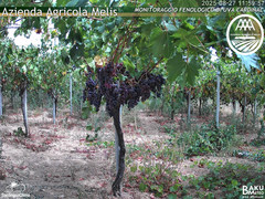 view from Bari Sardo - Fenologica on 2025-08-27
