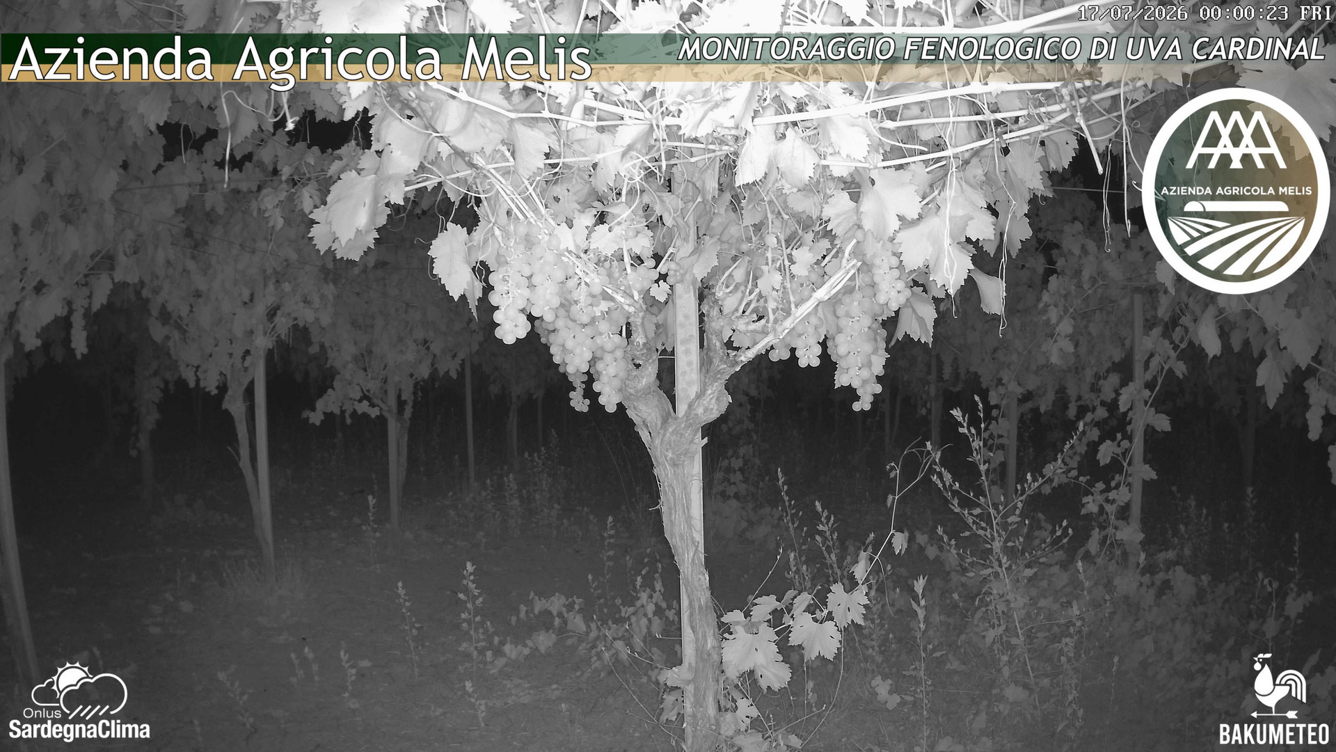 time-lapse frame, Bari Sardo - Fenologica webcam