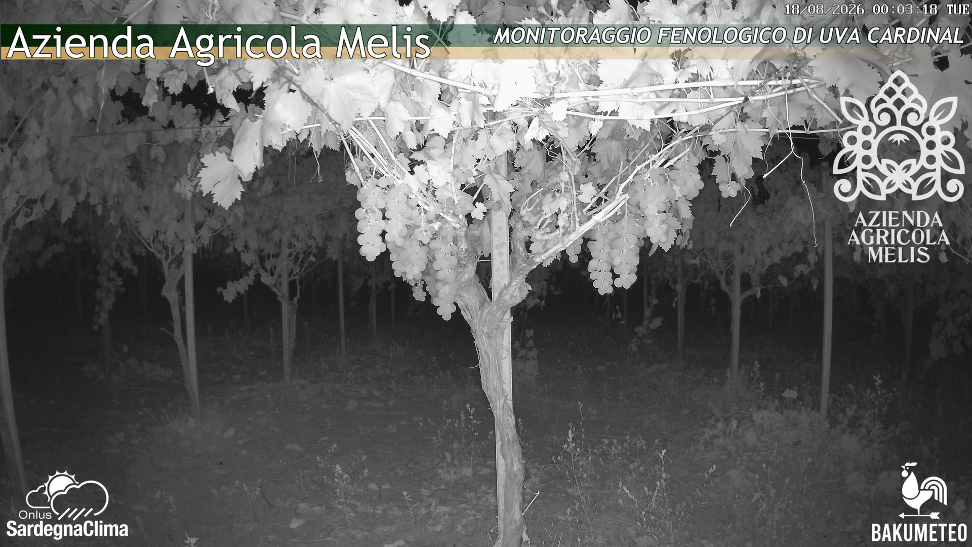 time-lapse frame, Bari Sardo - Fenologica webcam