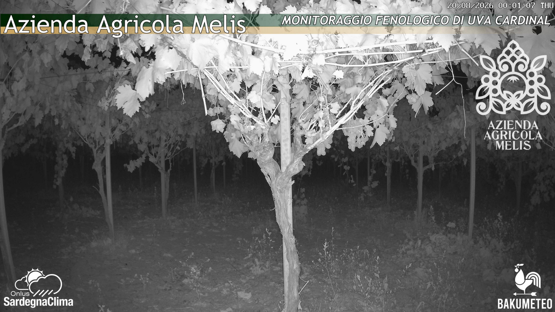time-lapse frame, Bari Sardo - Fenologica webcam