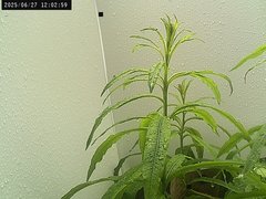 view from Weather Cam on 2025-06-27