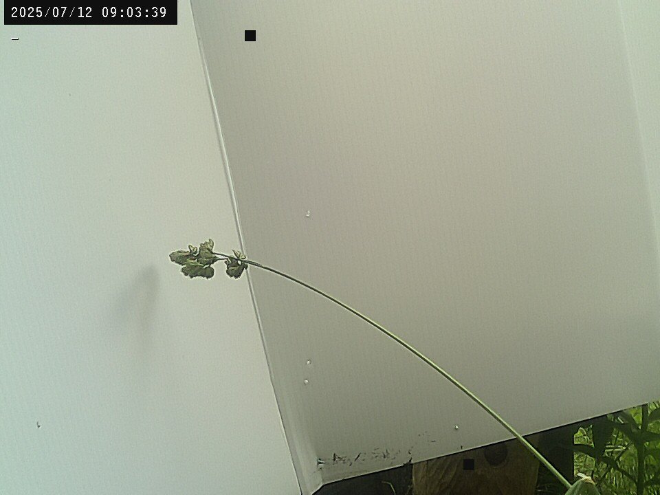 time-lapse frame, Weather Cam webcam