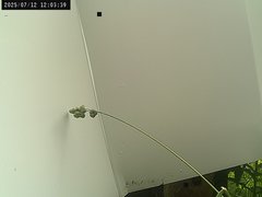 view from Weather Cam on 2025-07-12