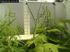 view from Weather Cam on 2026-06-20