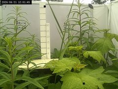 view from Weather Cam on 2026-06-21