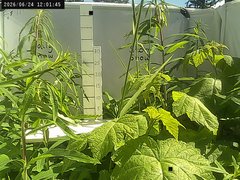 view from Weather Cam on 2026-06-24