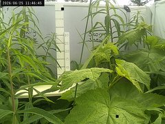 view from Weather Cam on 2026-06-25