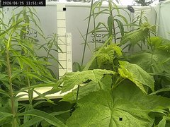 view from Weather Cam on 2026-06-25