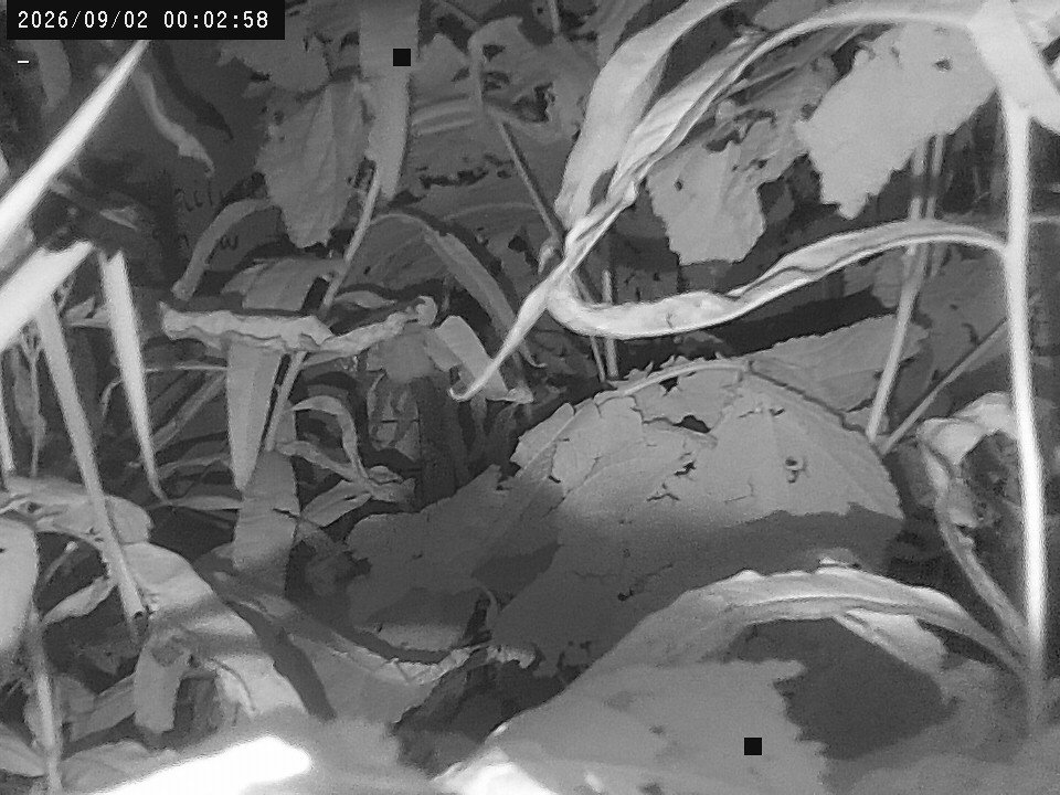 time-lapse frame, Weather Cam webcam