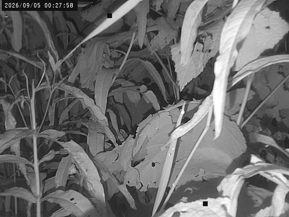 view from Weather Cam on 2026-09-05