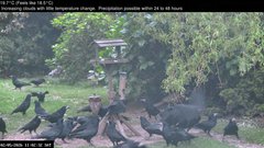 view from Wembury, Devon. Garden Zoom Cam on 2026-05-02