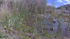 view from Pakoon Springs Stream Side on 2025-04-28