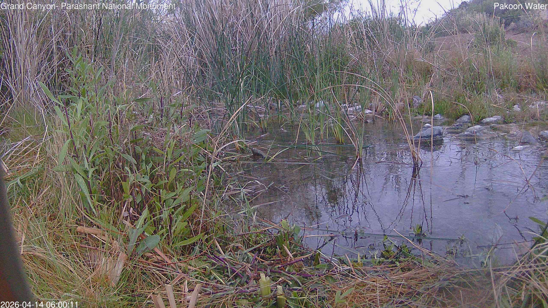 time-lapse frame, Pakoon Springs Stream Side webcam