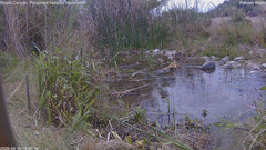 view from Pakoon Springs Stream Side on 2026-04-16