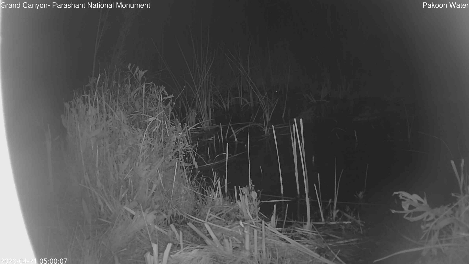 time-lapse frame, Pakoon Springs Stream Side webcam
