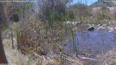 view from Pakoon Springs Stream Side on 2026-04-23