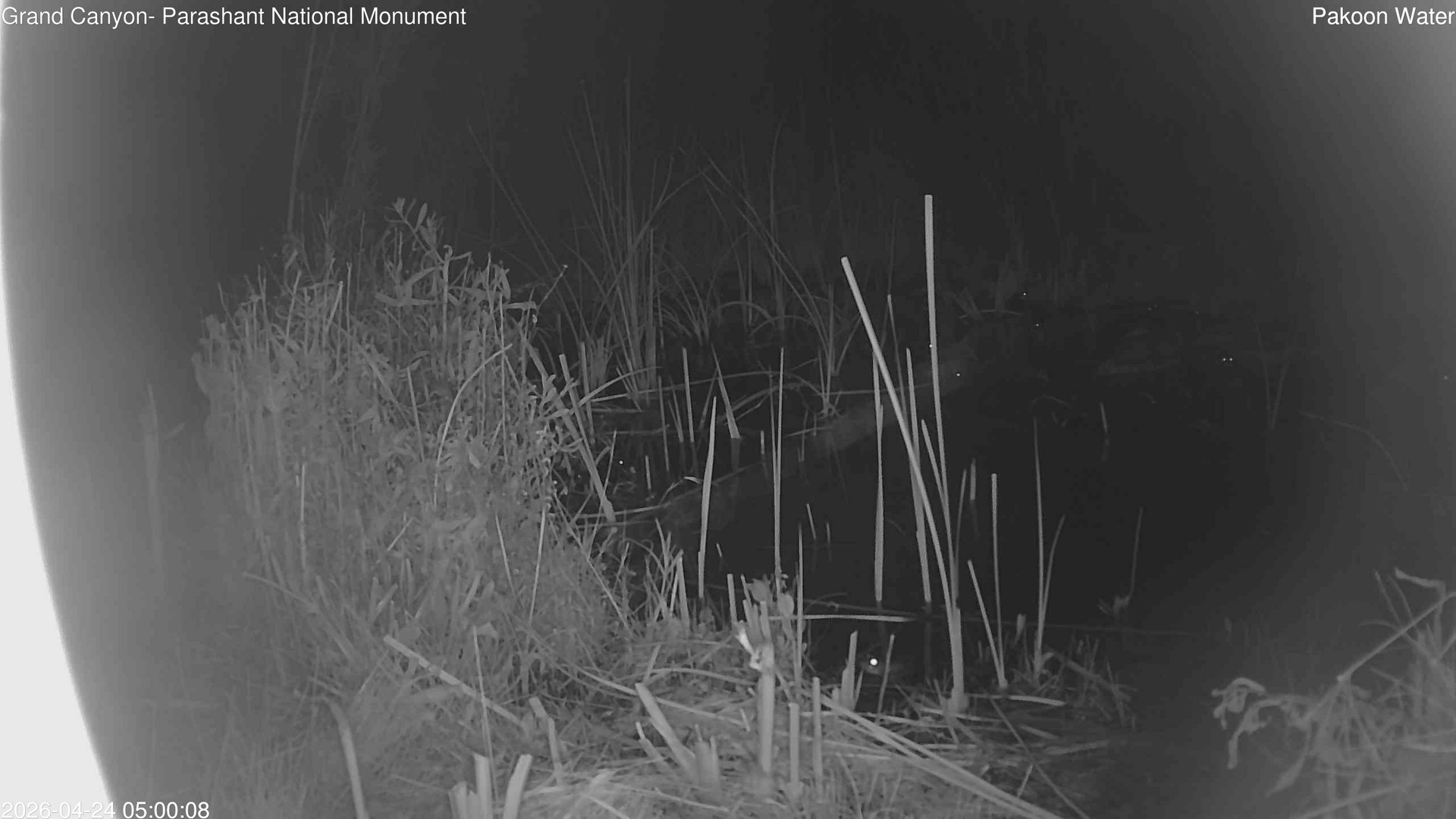 time-lapse frame, Pakoon Springs Stream Side webcam