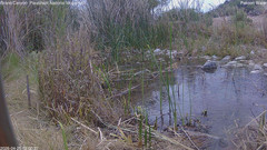 view from Pakoon Springs Stream Side on 2026-04-25