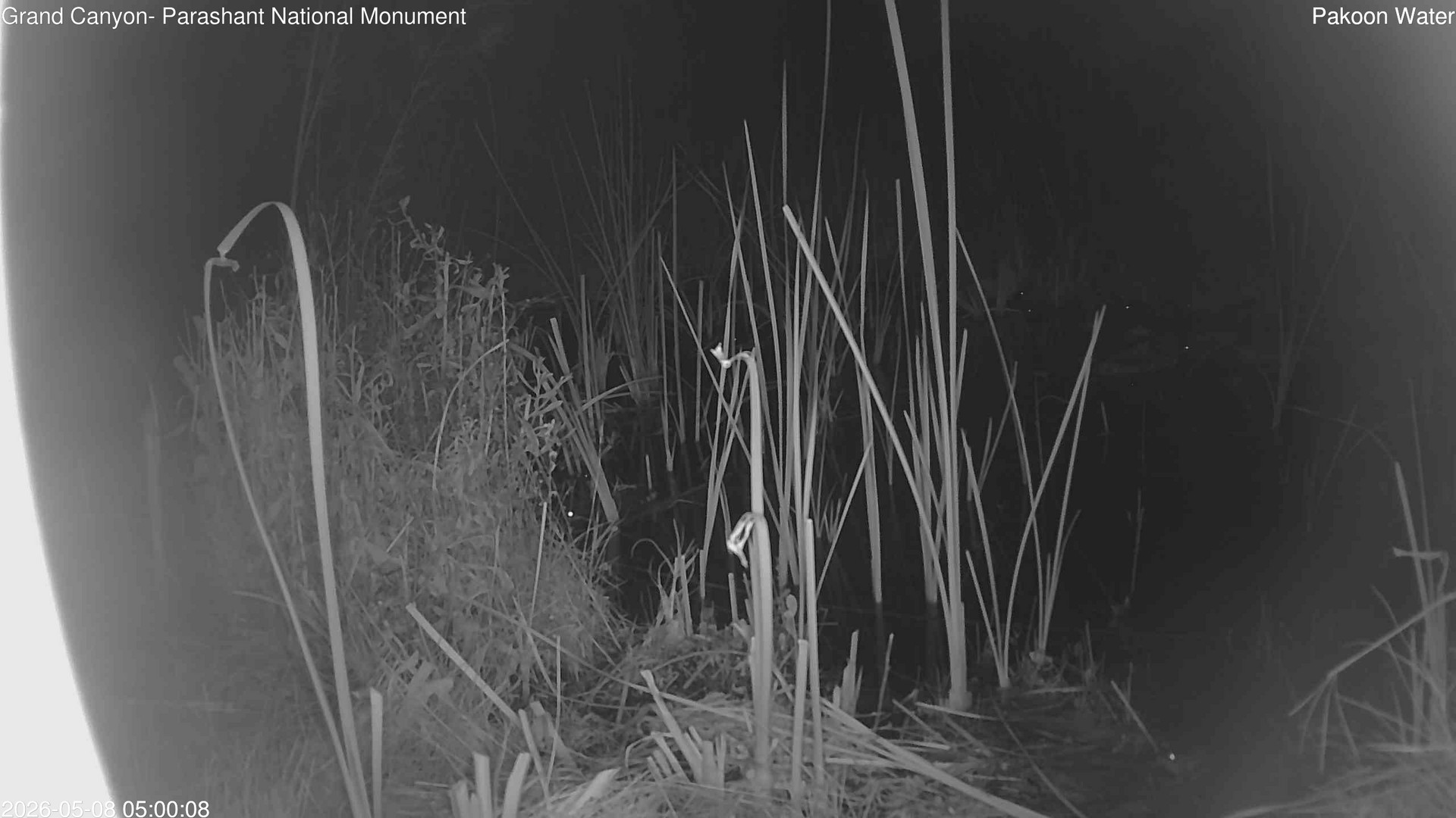 time-lapse frame, Pakoon Springs Stream Side webcam