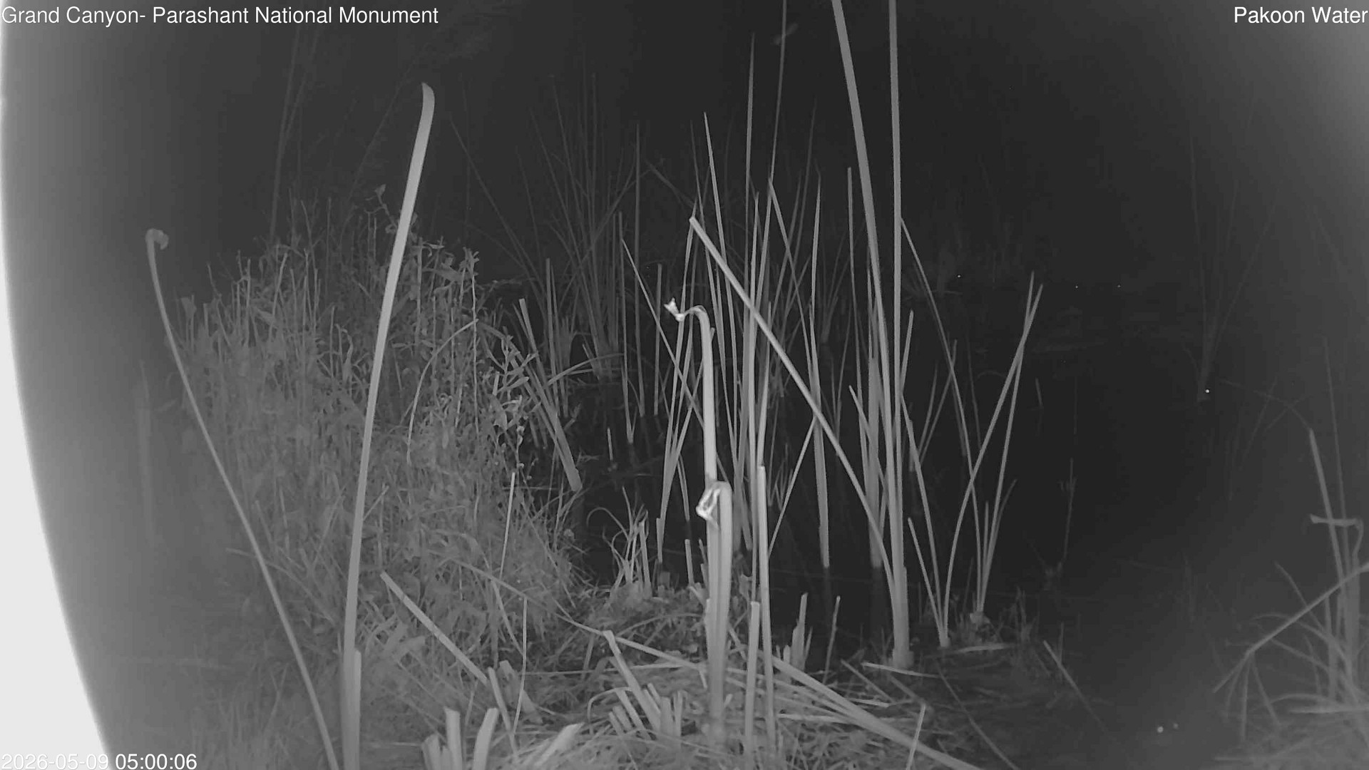 time-lapse frame, Pakoon Springs Stream Side webcam