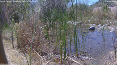 view from Pakoon Springs Stream Side on 2026-05-09