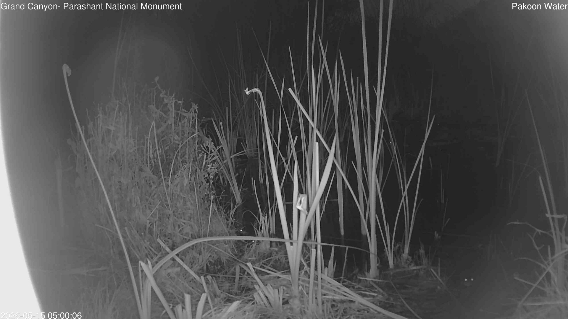 time-lapse frame, Pakoon Springs Stream Side webcam