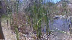 view from Pakoon Springs Stream Side on 2026-05-28