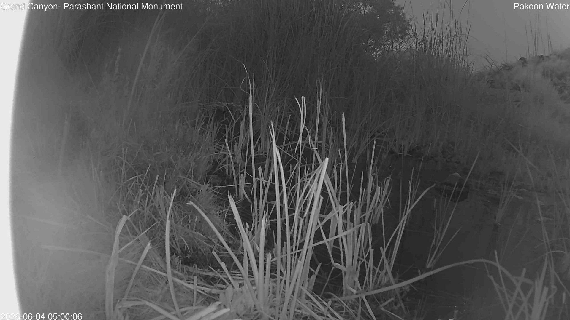 time-lapse frame, Pakoon Springs Stream Side webcam