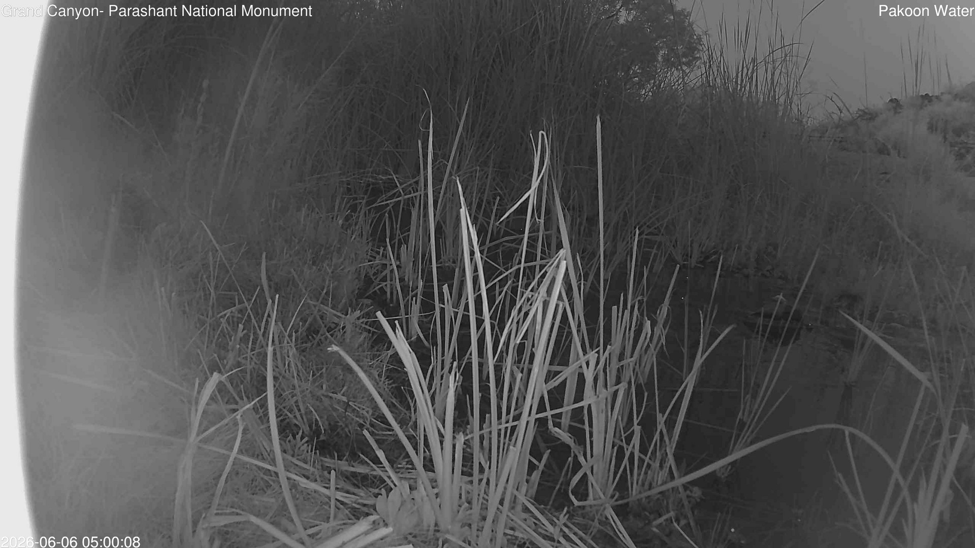 time-lapse frame, Pakoon Springs Stream Side webcam