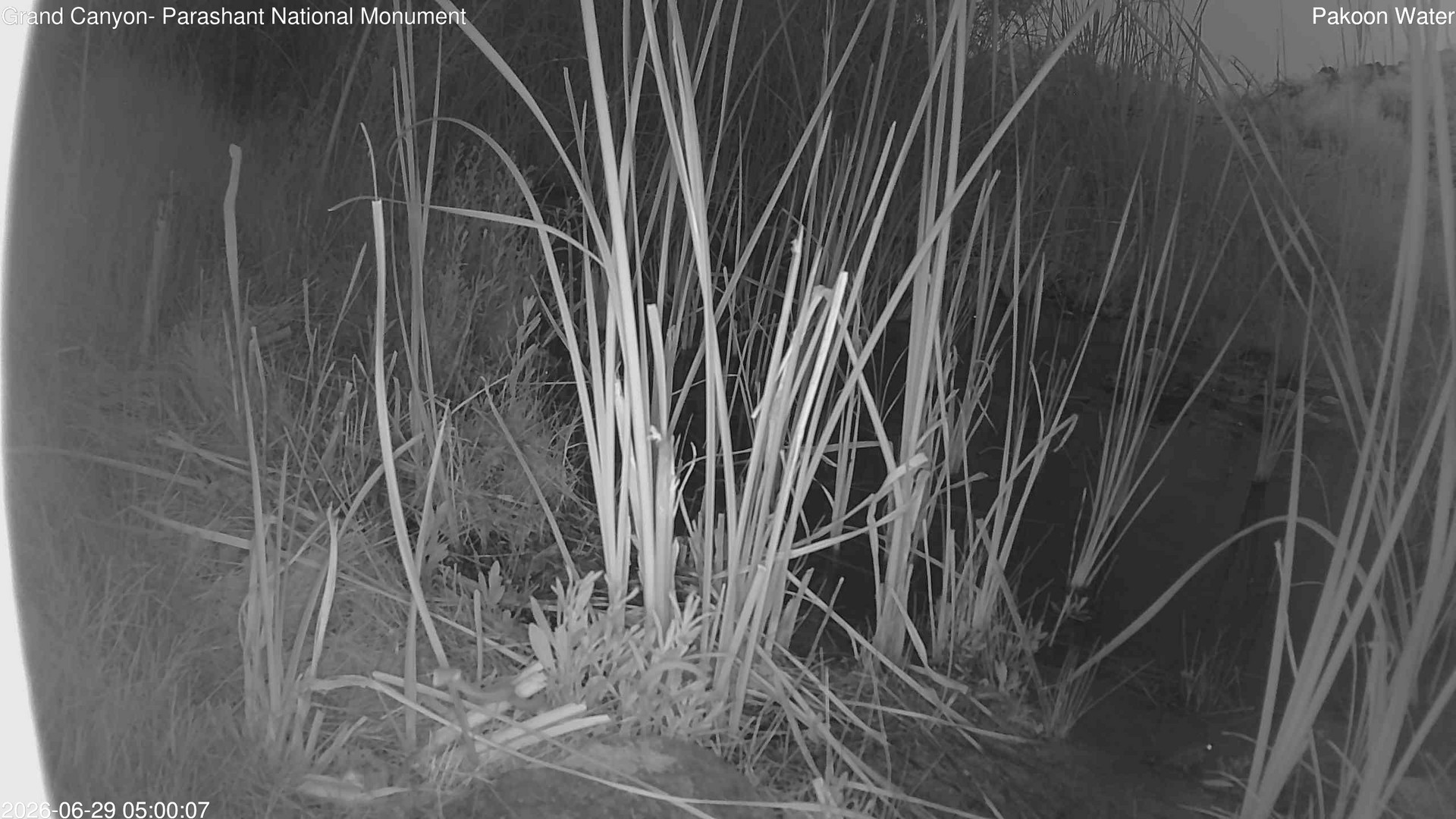 time-lapse frame, Pakoon Springs Stream Side webcam
