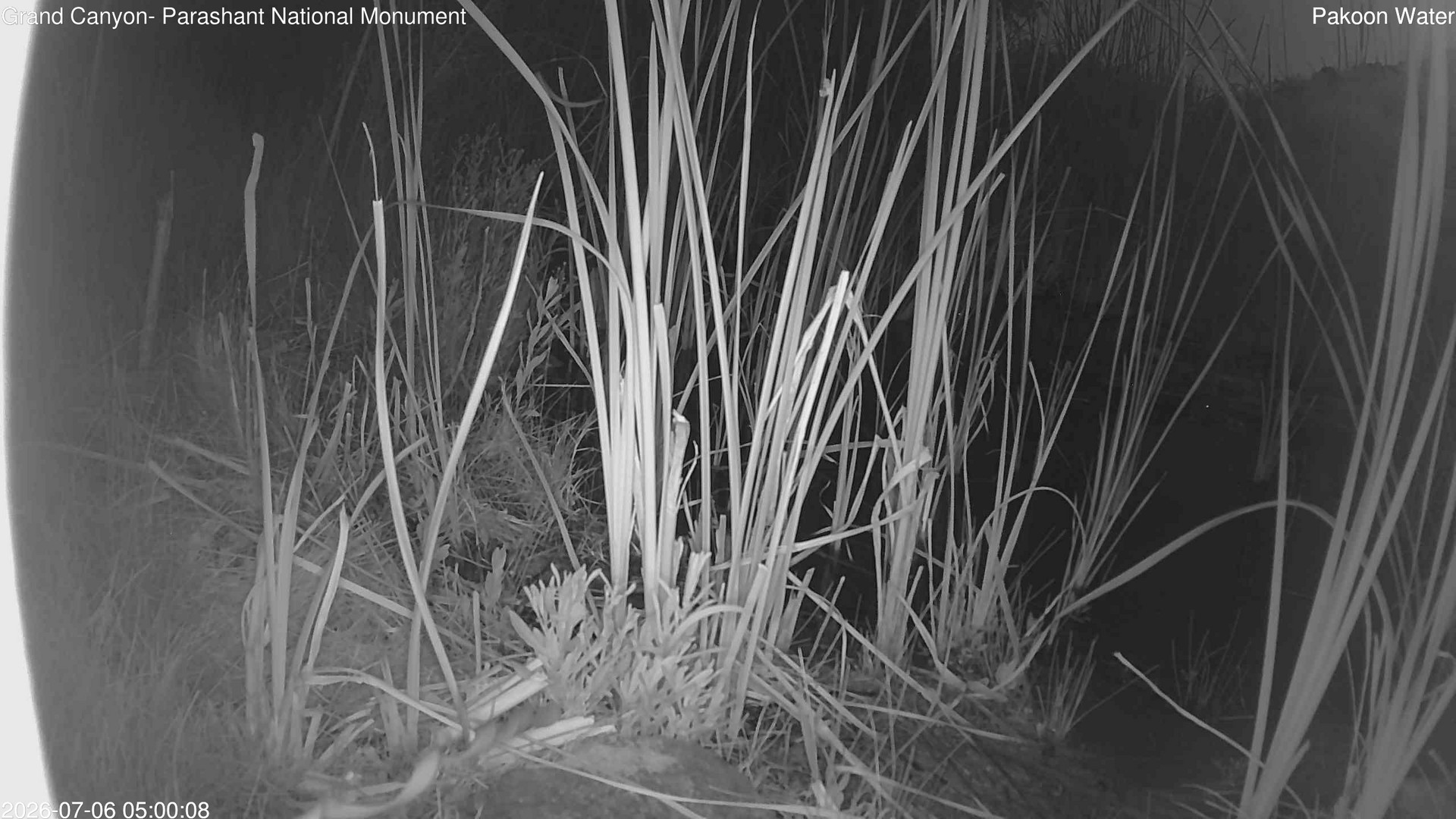 time-lapse frame, Pakoon Springs Stream Side webcam