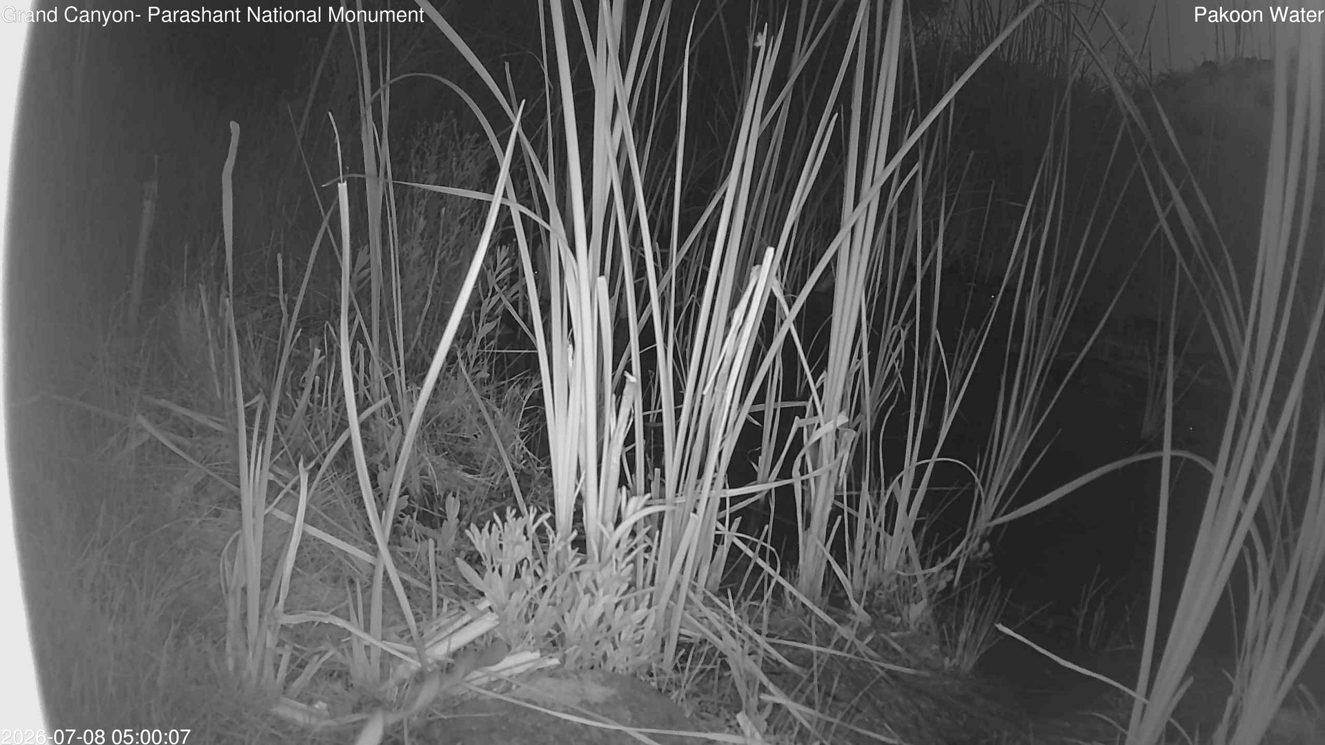 time-lapse frame, Pakoon Springs Stream Side webcam